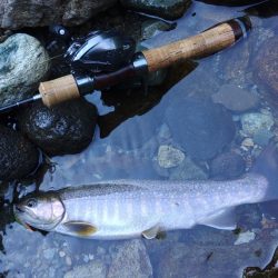 渓流釣りでクマと遭遇 ～九頭竜川水系～